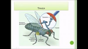 Дыхание.Биология 6 класс.