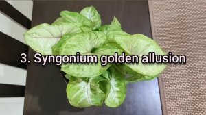 #syngonium My syngonium plant collection with price