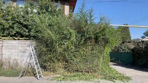 Стрижка зеленого забора из Вяза приземистого (Карагача). 1,5 метровый прирост за 3 месяца!