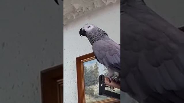попугайская отсебятина. Думает что она одна...