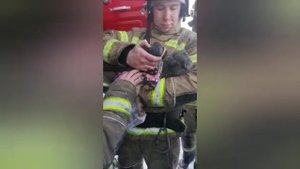 Маленькая спасённая жизнь. Васильевские пожарные спасли и откачали кота, забытого жильцами на пожаре