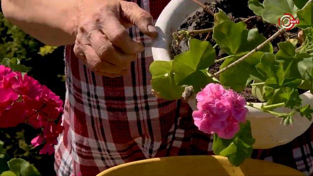 Летний уход за плющелистными пеларгониями смотреть онлайн