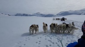 Собачья упряжка в Гренландии