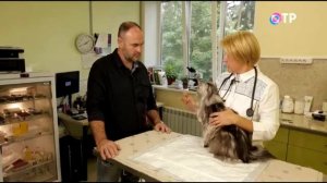 Нужно ли стерилизовать кошку и кастрировать кота