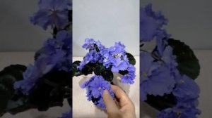 Фиалка стандартная РМ-Василиса. Обзор.
