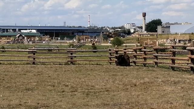 зоопарк Диприз смотреть онлайн