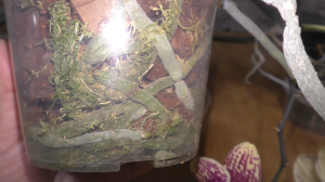 Иду ПРОТИВ ОБЩЕПРИНЯТОГО в выращивании ОРХИДЕЙ. Вот РЕЗУЛЬТАТ, долгие ЦВЕТОНОСЫ, жирные КОРНИ и креп