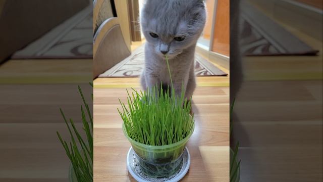 шотландская лиловая кошка