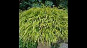 ХАКОНЕХЛОЯ  (HAKONECHLOA)  сем. Злаки