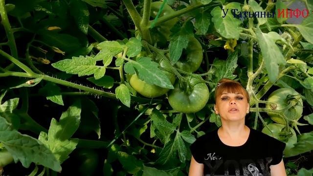 ЗАЧЕМ обрезать нижние листья ТОМАТОВ (помидор)? Формирование кустов томата. смотреть онлайн