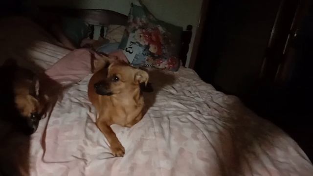 Собачки укладывают меня спать) смотреть онлайн