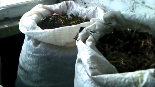 Подножный корм для домашней птицы на раннюю весну смотреть онлайн