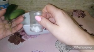 Катлея. Как нарастить корни.