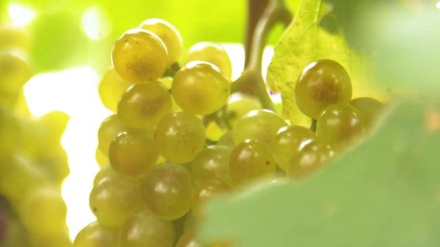 Город АНАПА видео обзор 2022 ✔пляжи ✔история ✔достопримечательности ➤➤AVA Group в Анапе смотреть онлайн