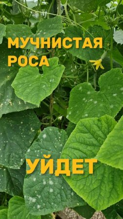 МУЧНИСТАЯ РОСА УЙДЕТ!