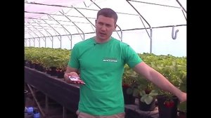 Агротехника земляники от садовой фирмы "Виктория"