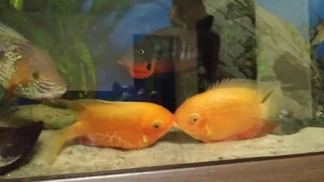 Странное поведение северумов. Целующиеся рыбки. смотреть онлайн