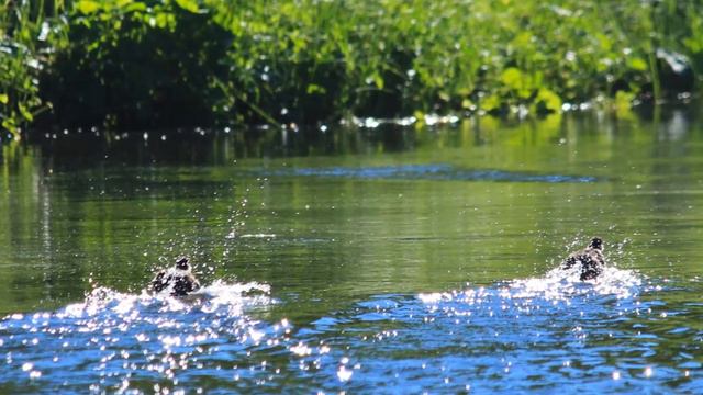 фотосафари по таёжной речке в июне смотреть онлайн