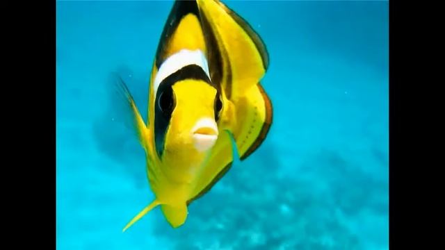 Поделки с детьми. Красота подводного мира.Учимся делать слайд шоу. смотреть онлайн