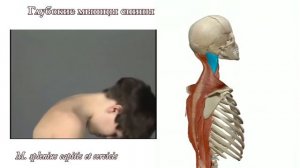 Мышцы спины: функциональная анатомия