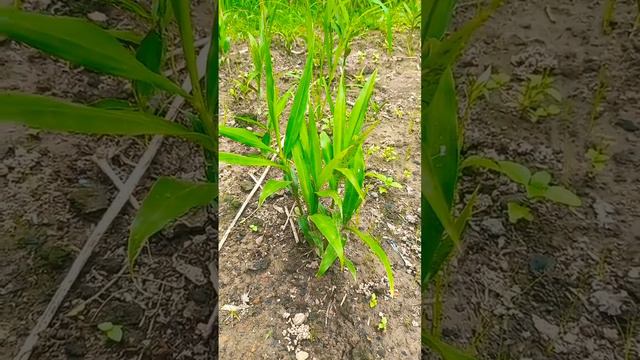 #Ginger Crop.