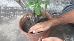 Rose Growing & Care Tips | How To Grow Roses | Rose Plant growing Tips গোলাপ গাছের পরিচর্যা