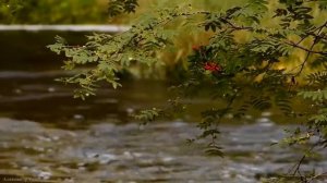 Осень - птица (музыкальная зарисовка)