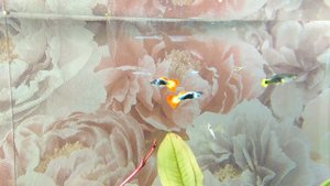 гуппи макариф сансет тукседо  креветка снежинка