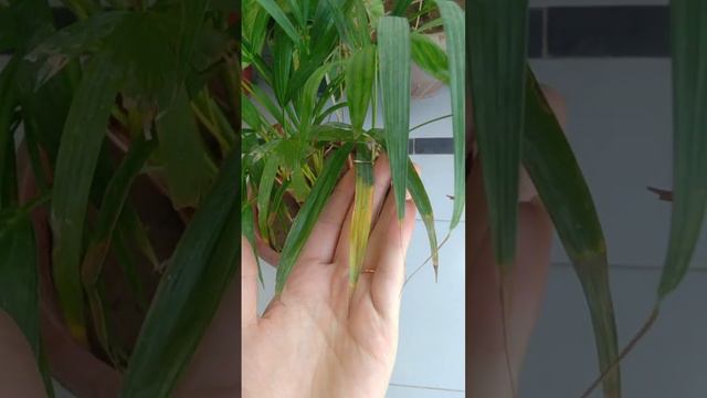 Areca palm leaves tips going yellow and brown togather.