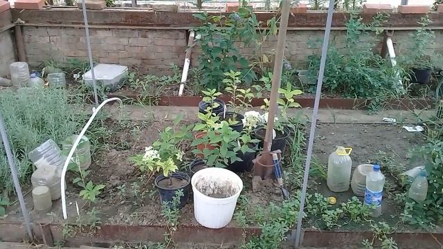 Роза Лариса, Пастелла,Ред Леонардо,Коко Локо,Гибискусы и др.растюшки в моем саду. смотреть онлайн