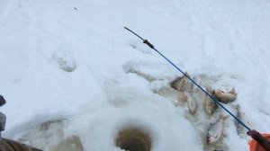 ЯЗЬ УШЁЛ К ДРУЗЬЯМ))), ЗАТО ЛЮБИМЫЙ ОКУНЬ МЕНЯ НАШЁЛ! РЫБАЛКА НА БЛЕСНУ КОТОРАЯ ЛОВИТ ВСЮ РЫБУ!