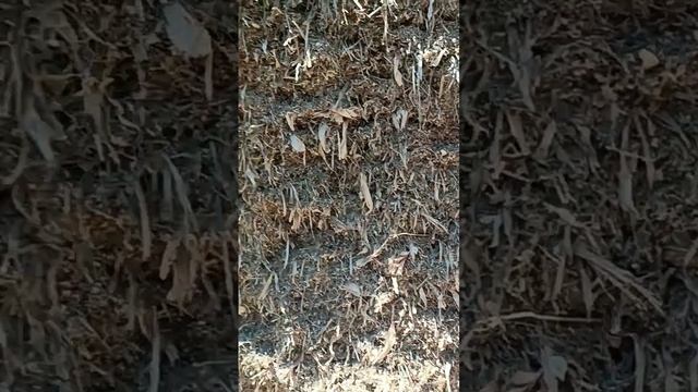 Часть 1. Укрытия силоса и сенажа в ямах! Как правильно и желательно укрывать. смотреть онлайн