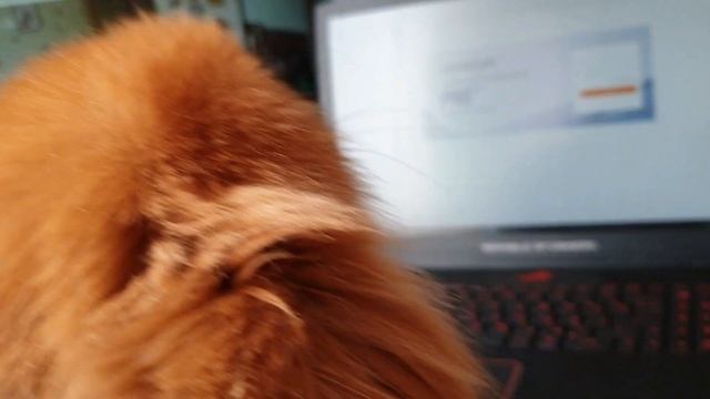 Как украсть печенье за 40 секунд! Обходим PIR датчик движения в камере смотреть онлайн