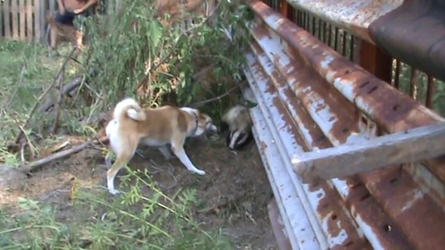 притравка ЗСЛ , Аян, барсук ,10 месяцев смотреть онлайн