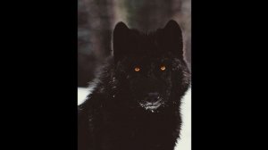 Маленькая панда (Remix♥♥)