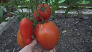 Томат Баловень судьбы