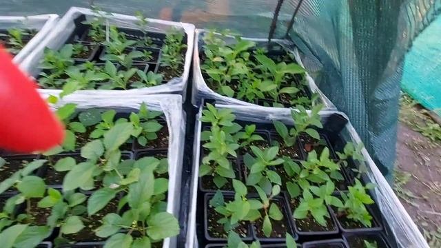 Адаптация  черенков после пересадки . Мои действия. Важные нюансы!!! #метельчатыегортензии