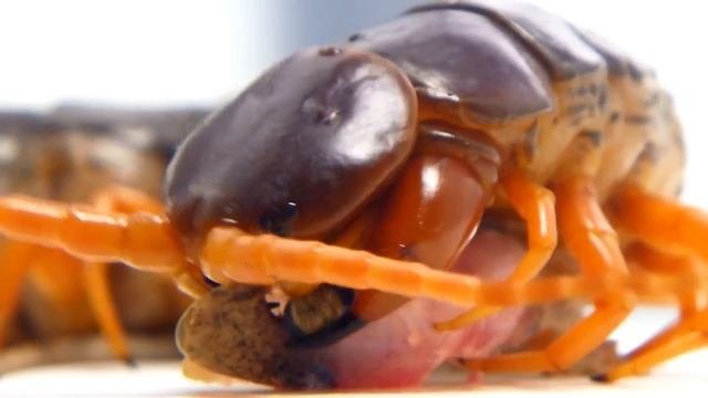 LIVE FEEDING Giant Centipede (Scolopendra Subspinipes)