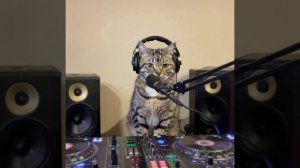 Кот Dj. Представьте, что бы ваша киска спела вам, если бы могла заказать песню у нас!