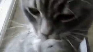 Кошка умывается