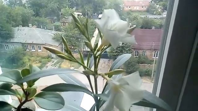 Олеандр - начало цветения