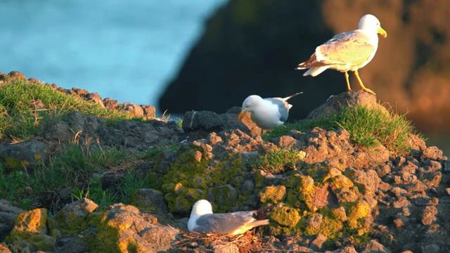Приятная расслабляющая музыка ?Мягкая фортепианная и гитарная музыка с поющими птицами?#2 смотреть онлайн