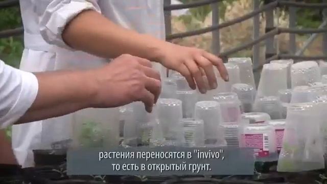 Размножение тополей в лабораторных условиях