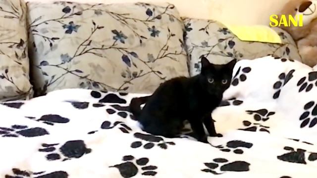 БРОСАЮ кошке ИГРУШКУ и она ее ПРИНОСИТ. Приколы с животными / SANI vlog смотреть онлайн