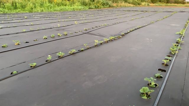 Агроспан (агроволокно) на клубнике | Плюсы и минусы смотреть онлайн
