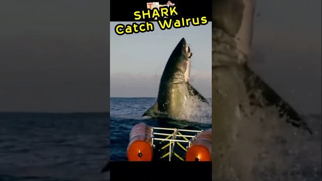 Shark Catch Walrus  #shorts #shortsvideo #viral #viralshorts