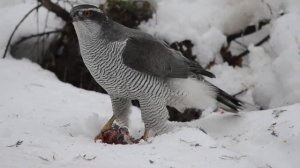 Тетеревятник - Accipiter gentilis