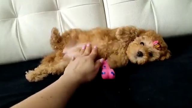 продается девочка Мальтипу смотреть онлайн