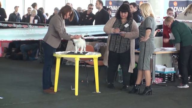 Выставка собак Кубок лидера 2017 Джек Рассел Терьер Кобель Щенки смотреть онлайн