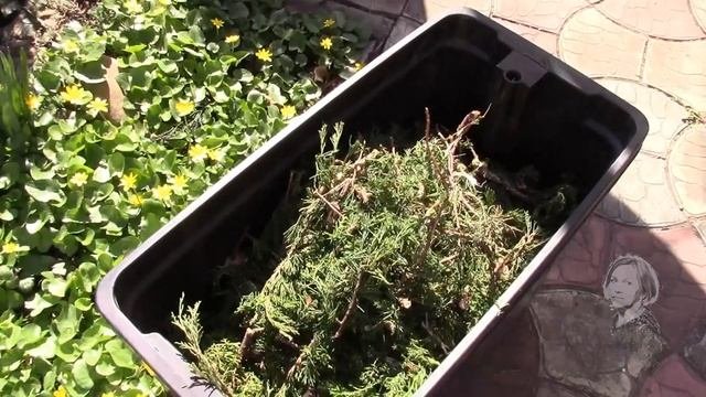 ХВОЙНЫЕ.  ЧЕМ УДОБРИТЬ ВЕСНОЙ?